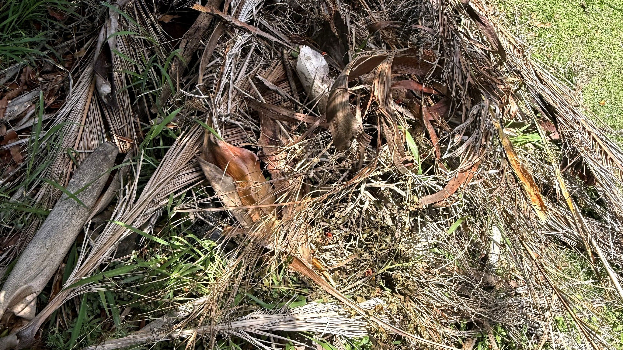 Pile of palm fronds and green waste ready for garden clean up